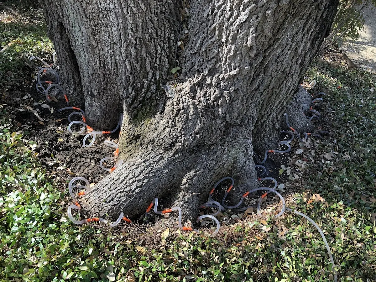 Detailed Shrub and Hedge Trimming job site in Allen